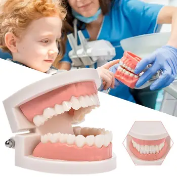 Горячая стоматологическая Стандартная модель зубов Учебные принадлежности для обучения детей Стандартная демонстрационная модель зубов Typodont для взрослых