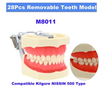 Стоматологическая модель зубов Стандартная обучающая модель стоматолога Смола Typodont 28шт Съемная посадка Kilgore NISSIN 500 Type Обучающая демонстрация